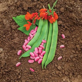 Scarlet Runner Pole Bean Thumbnail